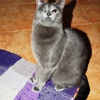 André