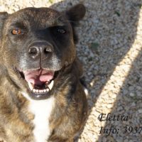 Elettra