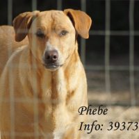 Phebe
